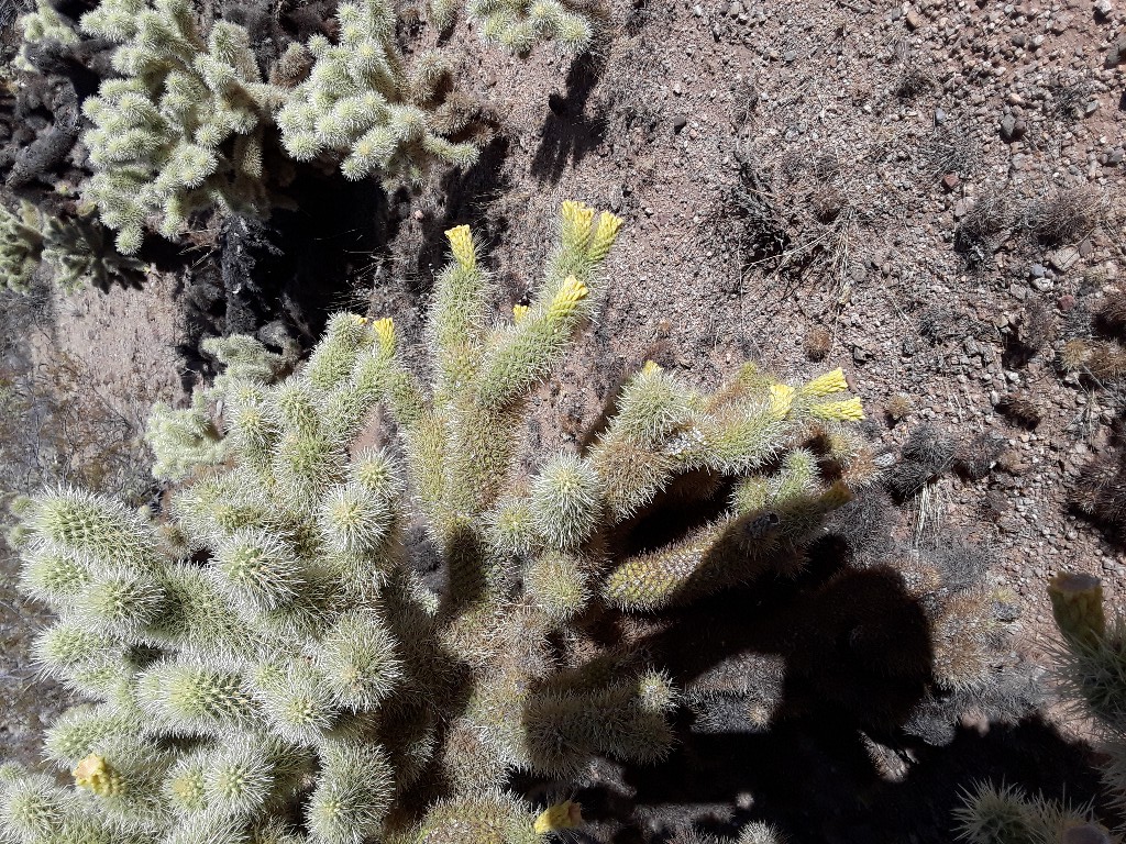 Kingman Cactus1